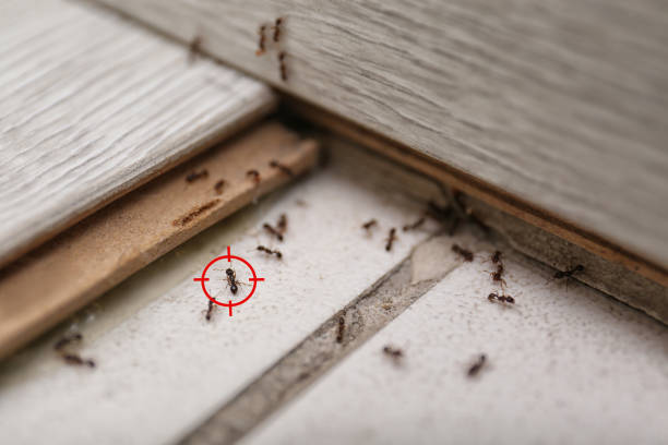 Best Pest Removal Services  in Hopkins, SC